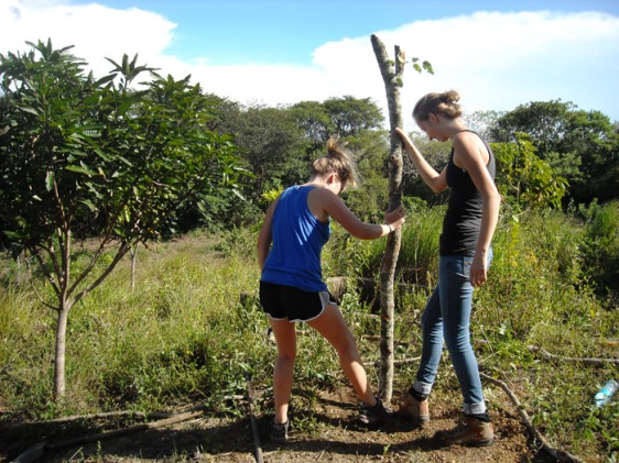 agriculture volunteer build passionfruit trellis