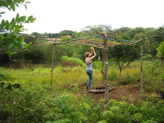 agriculture volunteer builds passionfruit trellis